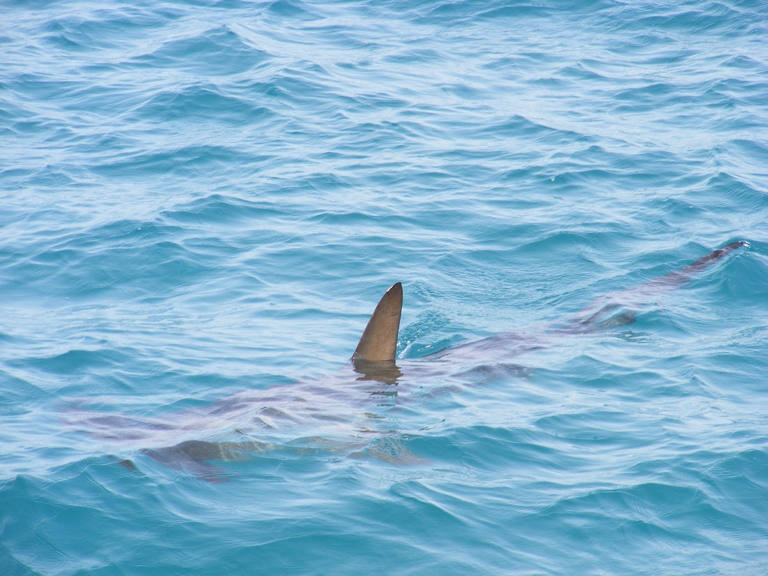 What kind of bait is most effective for attracting large sharks like great whites?